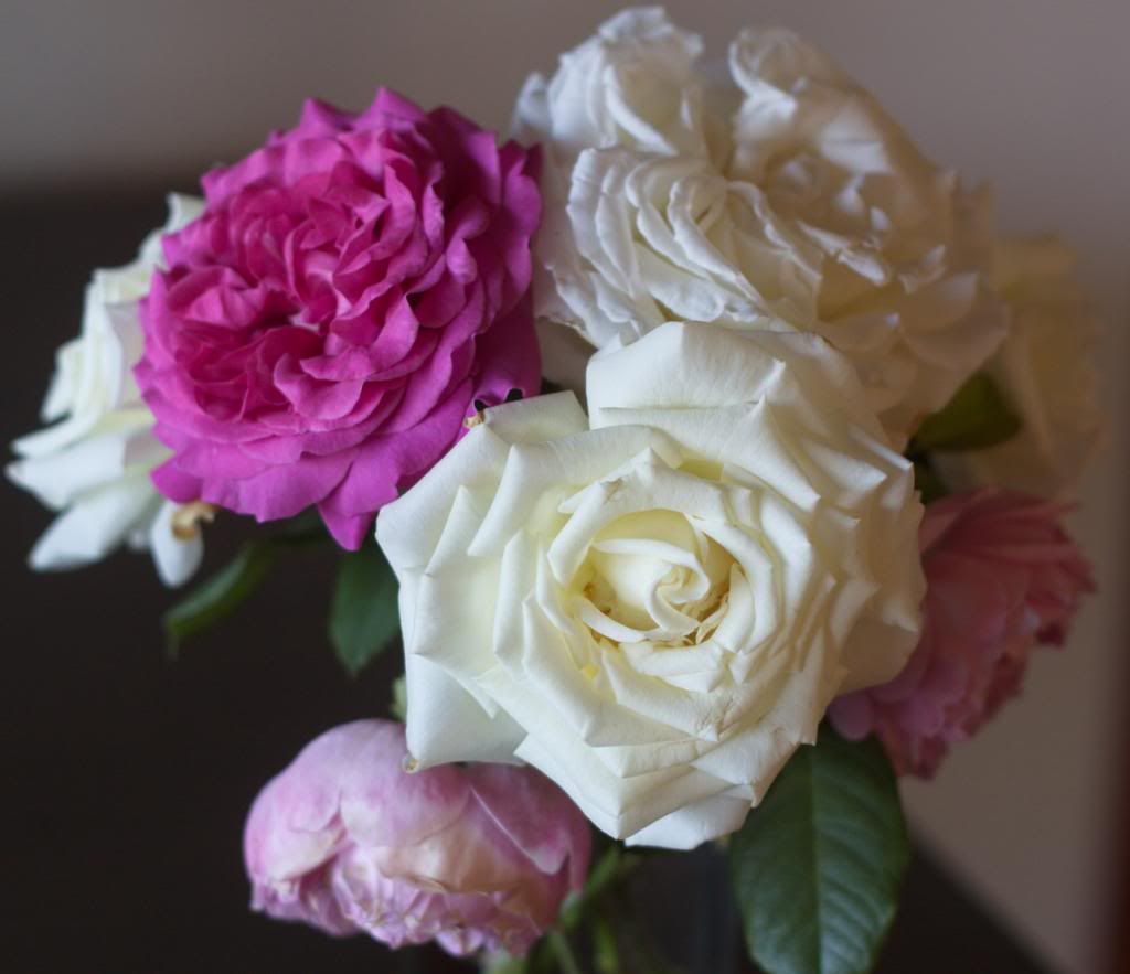  photo PjPIIposy_zpscfb39acc.jpg